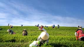 Tour de 3 noches y 4 días por Kerala: paquete con casa flotante en Munnar y Alleppey