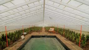 Ponta Delgada: Greenhouse Hot Tube with Pineapple Tour