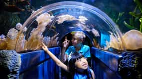 Melbourne: SEA LIFE Aquarium Entrance Ticket