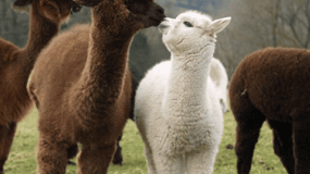 Séoul : Nami et K-Garden avec visite optionnelle de l'Alpaga en hiver