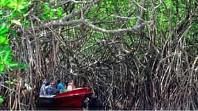 From Bentota: Exclusive Madu River Safari & Turtle Hatchery