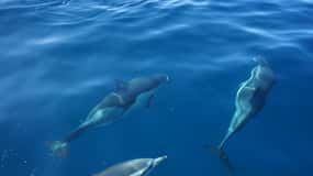 Faro: Dolphin Watching Boat Tour