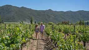 Wine Day Colchagua Santa Cruz - private driver
