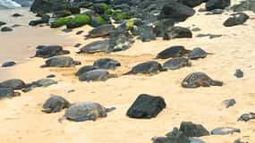Maui: Private Halfway to Hana Tour