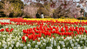 Séoul : Festival des tulipes de Taean et excursion d'une journée pour cueillir des fraises