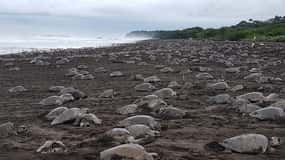 Costa Rica: Hundreds of thousands Olive Ridley Sea Turtles
