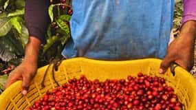 Coffee, Cocoa and Trekking Tour in Minca: Nature, Crops and Production