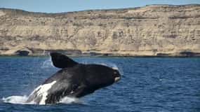 Whale Watching Boat