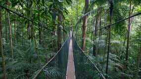 Fra Kuala Lumpur: Heldagstur til Taman Negara