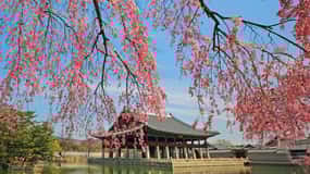 Seoul: Gyeongbok-palasset, N Seoul Tower (med taubane)