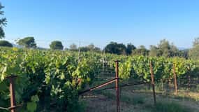 Kavos: Wine Tour & Tasting at a Local Winery