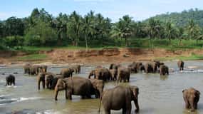 From Colombo: Kandy & Pinnawala Orphanage Short Excursions