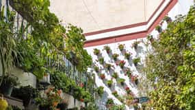 Patios de Córdoba: espectáculo natural y tradicional.