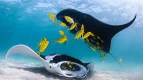 Bahía de Coral: Aventura de medio día en el Arrecife Ningaloo con Manta Rayas