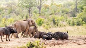 Victoria Falls Full Day Game Drive