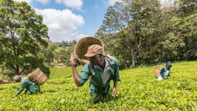 From Nairobi: Kiambethu Tea Farm Tour &Lunch