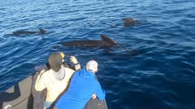 País Vasco: Excursión en barco para avistar delfines