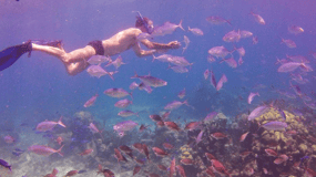 Catalina Island snorkling Dominikanske Republik