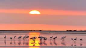Observation des flamants roses dans le delta de l'Ebre au coucher du soleil