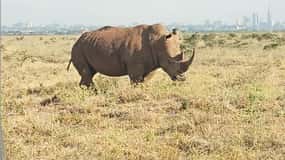 Excursion au parc national de Nairobi : prise en charge et retour à l'aéroport