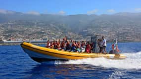 Funchal: Whale and Dolphin Watching Speed Boat Tour