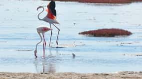 tour de la ciudad de swakopmund duna 7 lago rosa flamencos rosas