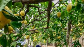 Maiori: Amalfi Coast Path of the Lemon private walking tour