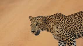 YALA National Park - HALF DAY or FULL DAY TOUR