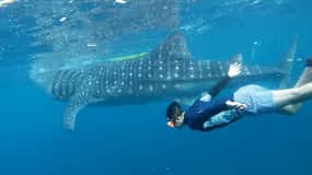 Cebu: Whale Shark Swim and Kawasan Canyoneering Tour