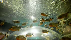 AquaRio and Olympic Boulevard Small Group Tour