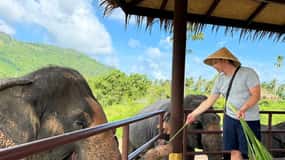 Samui: Il primo museo degli elefanti e la prima passeggiata nella giungla con gli elefanti