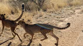 Windhoek : Cheetah wandeling ervaring