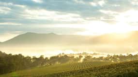 Melbourne: Excursão de um dia às Adegas de Yarra Valley