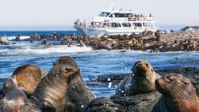 Melbourne: Cruzeiro das focas e desfile de pinguins em Phillip Island