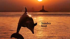 3hours Dolphin Sunset watching with unlimited drinks +dinner