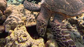 Maafushi: Discover Scuba Diving Class, First Time Experience