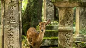 1 Day Osaka to Nara: escape to find peace with temple & deer