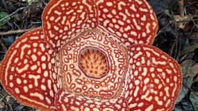 Tambunan: Rafflesia Flower Trekking med rustik frokost