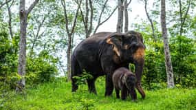 Phuket: Halvdagsudflugt med elefanter hos Phuket Elephant Care