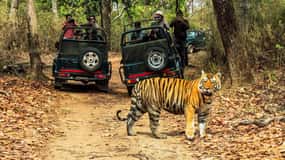 Da Kathmandu/Pokhara: Safari nella giungla di Chitwan di 2, 3 o 4 giorni