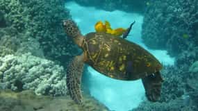 Kona: Tour di Snorkeling del Capitano Cook