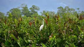 South Coast: Pelican Bar & Black River Safari Experience