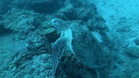Caño Island Biological Reserve - Snorkling eller dykning