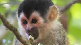 Manuel Antonio nationalpark Fullständigt djurliv