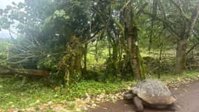 GALAPAGOS: Pack x04 CRACKS, TOP PART, CHARLES DARWIN, TURTLE BAY