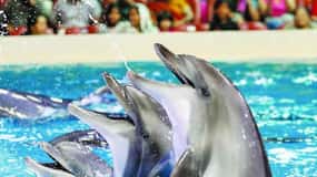 From Side Dolphin and Seal Show Ticket with Hotel Transfers