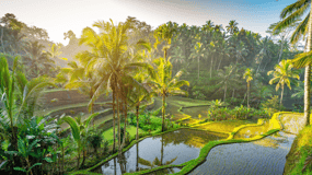 Ubud: Visita à floresta dos macacos, cascata e terraço de arroz