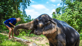 Khao Sok : L'expérience d'un sanctuaire d'éléphants respectueux de l'éthique
