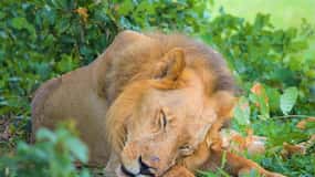From Zanzibar: Selous Day Safari With Flights Included