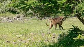 From Addis Ababa: Bisheftu Lake Side Tour